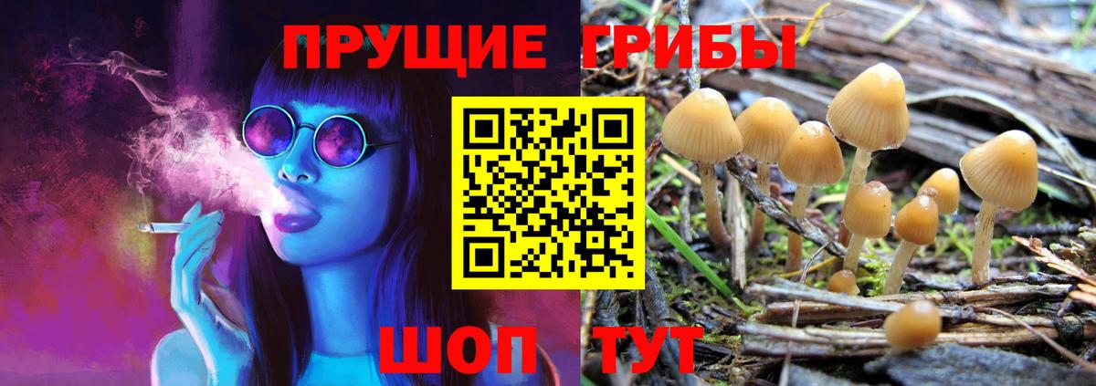 Галлюциногенные грибы Psilocybe Ессентуки
